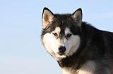 ALASKAN MALAMUTE 815
